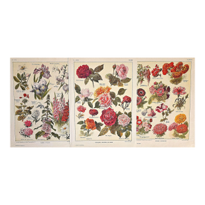 1921 Rare Set of 3 Antique French Illustrated Botanical Flowers in Red