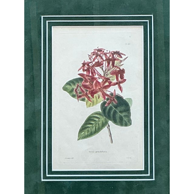 Vintage Framed Botanical Floral Prints - A Pair For Sale - Image 11 of 12