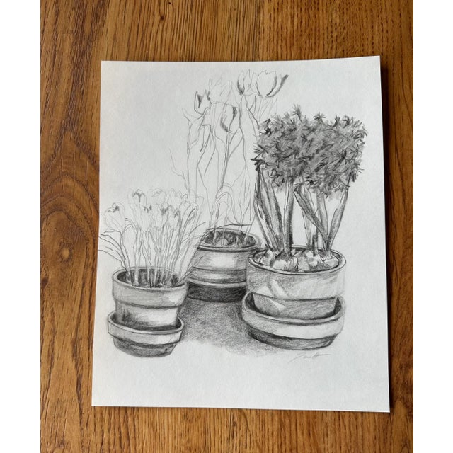 Nancy Smith Original Botanical Pencil Drawing For Sale - Image 4 of 4