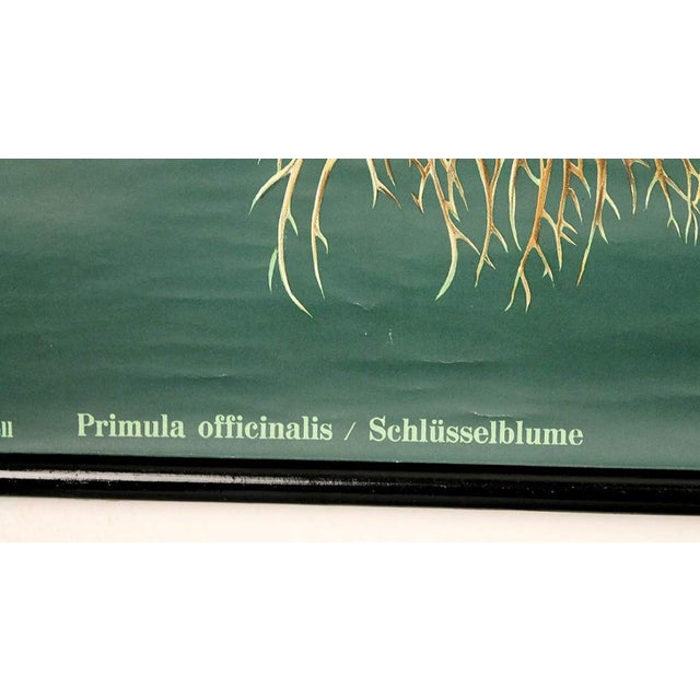 Textile Large Vintage Botanical Poster Chart, 1950s For Sale - Image 7 of 8