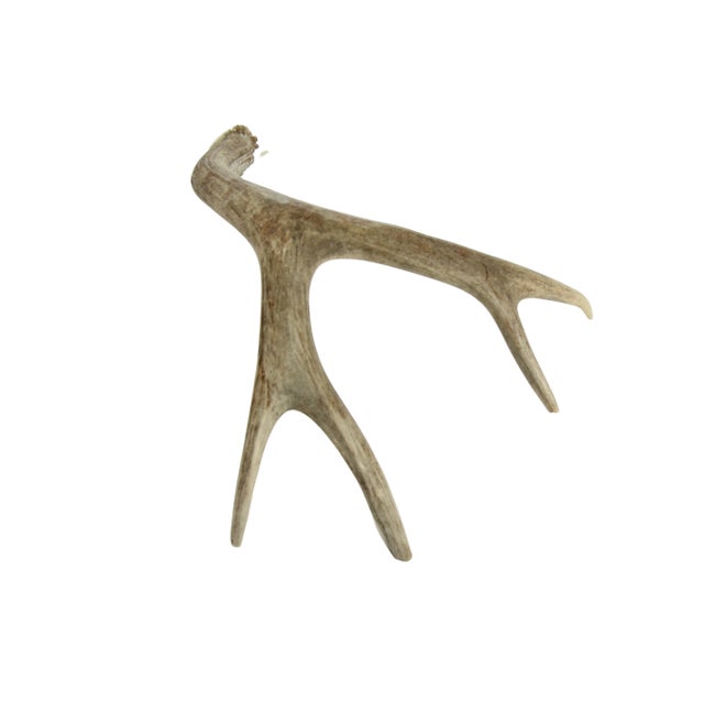 Cabin Natural 4 Point Antler For Sale - Image 3 of 5