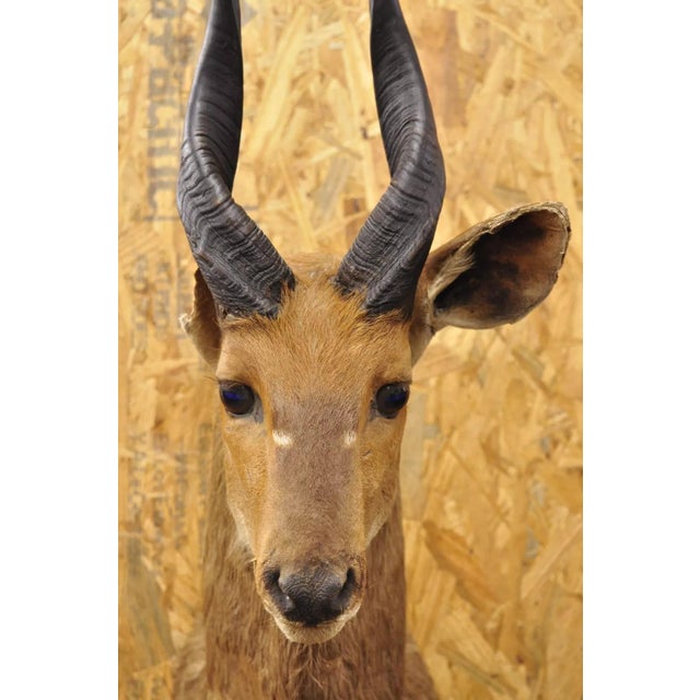 Rustic Vintage African Cape Bushbuck Taxidermy Shoulder Mount Cabin Wall Decor For Sale - Image 3 of 12