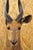 Rustic Vintage African Cape Bushbuck Taxidermy Shoulder Mount Cabin Wall Decor For Sale - Image 3 of 12