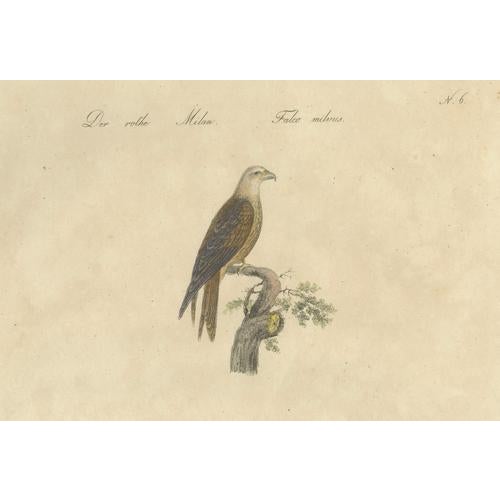 Paper Karl Joseph Brodtmann, Birds of Prey, 1816, Lithograph For Sale - Image 7 of 9