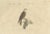 Paper Karl Joseph Brodtmann, Birds of Prey, 1816, Lithograph For Sale - Image 7 of 9