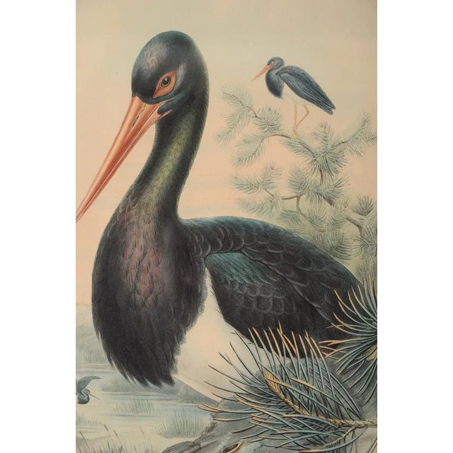 John Gould "Ciconia Nigra-Black Stork" Bird Print For Sale - Image 4 of 7