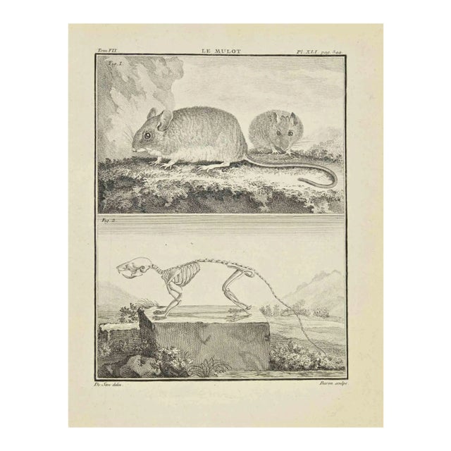 Jacques Baron, Le Mulot, Etching, 1771 For Sale
