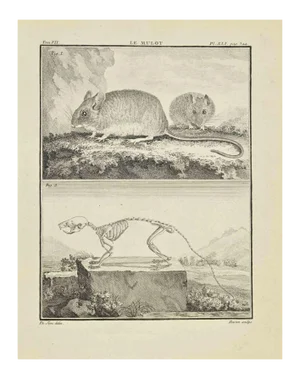 Jacques Baron, Le Mulot, Etching, 1771