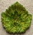 Vintage French Majolica Leaf Plate For Sale - Image 9 of 9