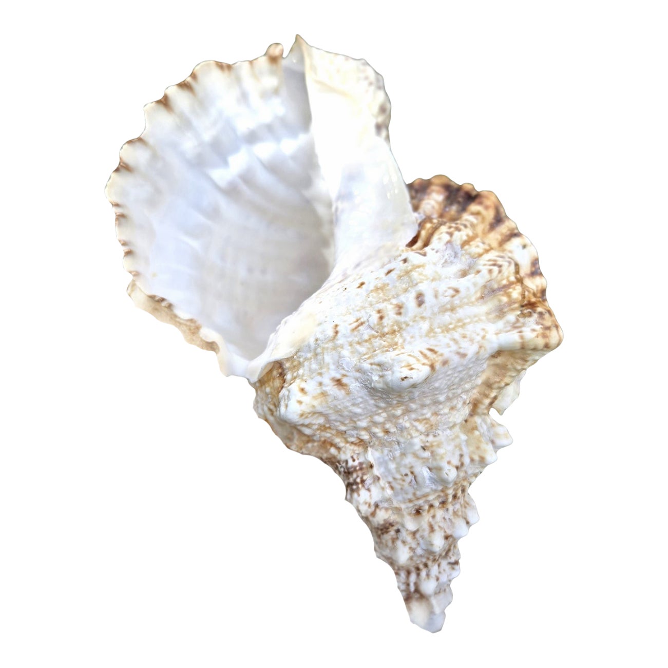 Large White Specimen Seashell Pacific Lampas Frog Shell | Chairish