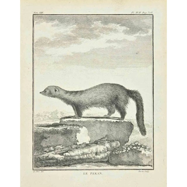 The Pekan is an etching Realized in 1771 by Louis Legrand (1723-1807). Signed in flat. The Artwork Belongs to the Suite...