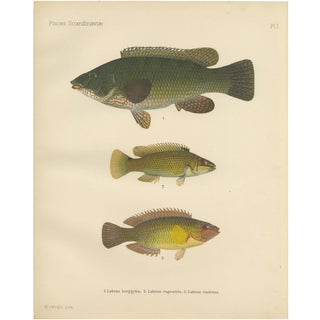 Scandinavian Hand-Coloured Fish Lithograph, 1895, Paper For Sale