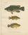 Scandinavian Hand-Coloured Fish Lithograph, 1895, Paper For Sale