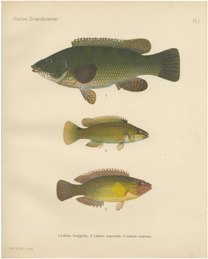 Scandinavian Hand-Coloured Fish Lithograph, 1895, Paper