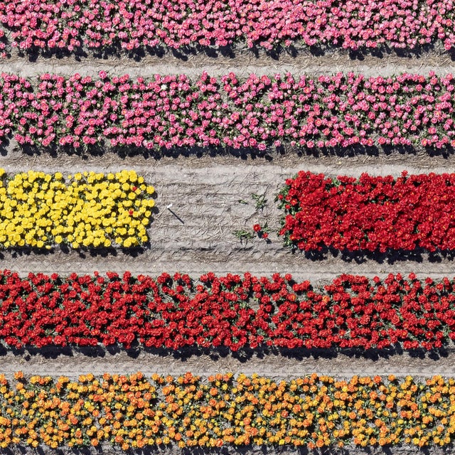 Contemporary "AV_Tulip_Fields_031" Contemporary Aerial View Limited Edition Photograph by Bernhard Lang For Sale - Image 3 of 9
