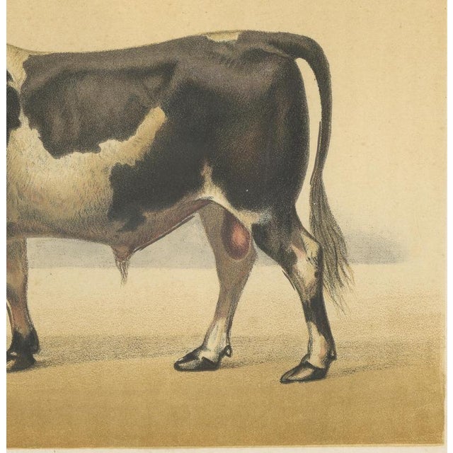 Olivier De Penne, Dutch Bull, Black and White Cattle, 1863, Chromolithograph For Sale - Image 6 of 9