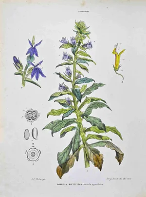 Vincenzo Tenore, The Lobeliaceae, Lithograph, 1870s