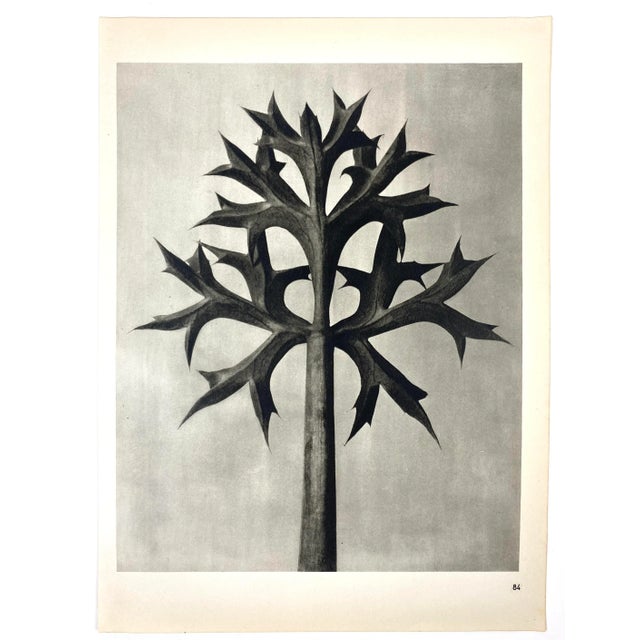 1940s 1940s Botanical Blossfeldt Print - No. 84 For Sale - Image 5 of 5