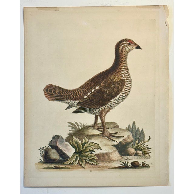 Traditional Brown Spotted Heathcock by George Edwards, 1740 For Sale - Image 3 of 4
