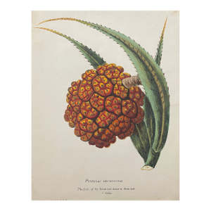 1813 Keura Tree Fruit From James Forbes' Oriental Memoirs