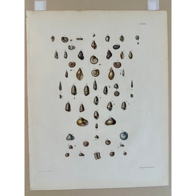 Winkle & Turban Shells, 19th Century Print (Unframed) For Sale - Image 4 of 4