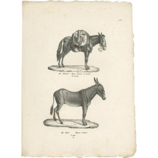 Schinz, Illustration of Donkeys, 1830, Print For Sale