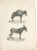 Schinz, Illustration of Donkeys, 1830, Print For Sale