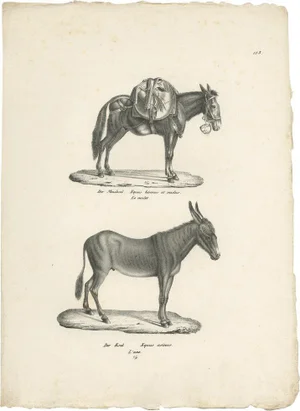 Schinz, Illustration of Donkeys, 1830, Print