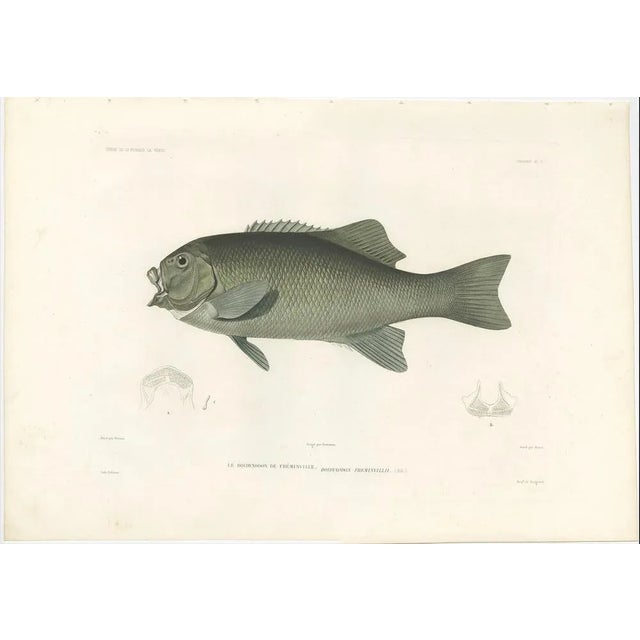 Fréminvilles Reef Fish, 1846, Lithograph For Sale - Image 3 of 10