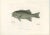 Fréminvilles Reef Fish, 1846, Lithograph For Sale - Image 3 of 10