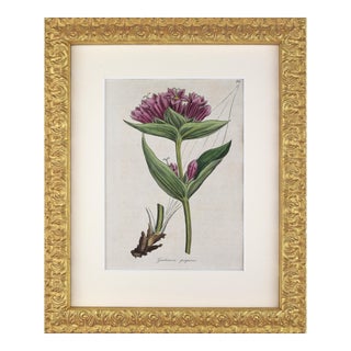 Early 19th Century English Hand Colored Floral Botanical Engraving by William Woodville For Sale
