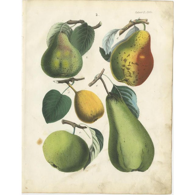 Dr. Calwer, Pears and Apples, 1854, Chromolithographs on Paper, Set of 6 For Sale - Image 4 of 9