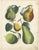 Dr. Calwer, Pears and Apples, 1854, Chromolithographs on Paper, Set of 6 For Sale - Image 4 of 9