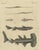 Bertuch, Hammerhead Shark with Pipefish and Sea Moths, 1820, Print For Sale - Image 12 of 12