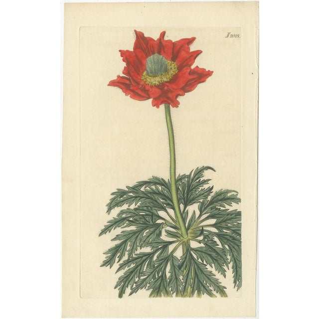 Early 19th Century Curtis, Botanical Illustrations, 1818, Handcoloured Engravings, Set of 6 For Sale - Image 5 of 8