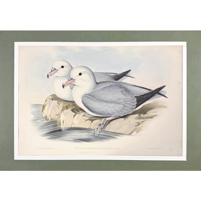 19th Century Rare Gould Pattern Gallery, 19th Century Hand-Colored Lithographs From John Gould’s Birds of Australia | Custom Mat Selection - Set of 6 For Sale - Image 5 of 18