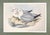 19th Century Rare Gould Pattern Gallery, 19th Century Hand-Colored Lithographs From John Gould’s Birds of Australia | Custom Mat Selection - Set of 6 For Sale - Image 5 of 18
