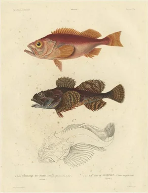 Norway Redfish Sebastes Viviparus and the Sculpin, 1842, Paper