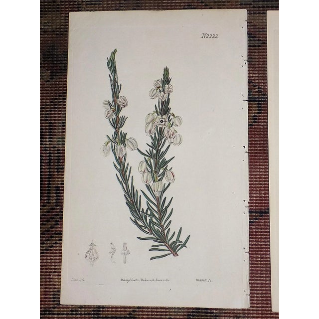 This set of three (3) authentic antique early 19th C. botanical copperplate engravings depict several flowering...