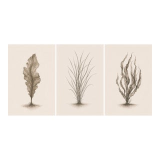 Minimal Coastal Botanical Triptych, Seaweed Studies, 24" × 36" Each For Sale