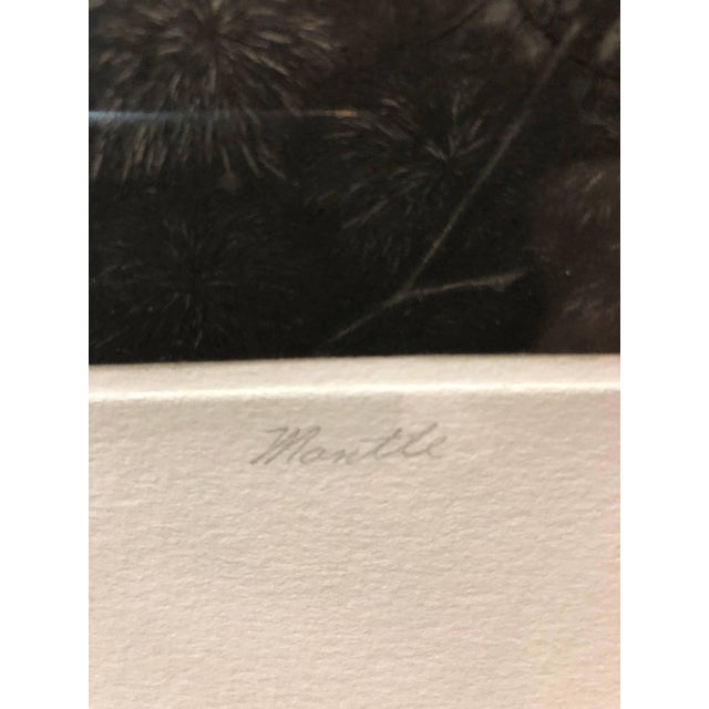 Mid 20th Century Richard HrickoMezzotint Etching Botanical Print 'Mantle' Signed AP Jungle Image For Sale - Image 5 of 7