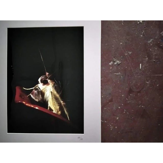 Contemporary A.H., Nature Image, 1990, Photographic Print For Sale - Image 3 of 4