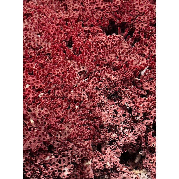 Large Specimen of Red Pipe Organ Coral For Sale - Image 9 of 9