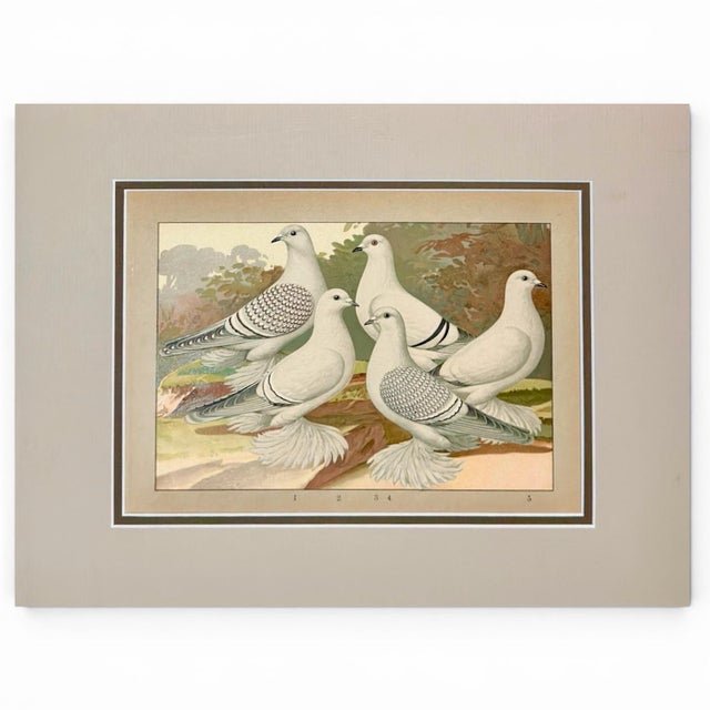 English 1906 Pair of Antique Fancy Pigeon Prints by Emil Schachtzabel, Archivally Matted For Sale - Image 3 of 6