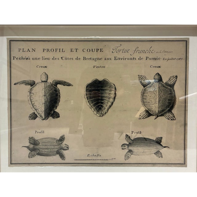 Large-scale framed natural-history artwork by Natural Curiosities, based on an 18th-century French study of a sea turtle....