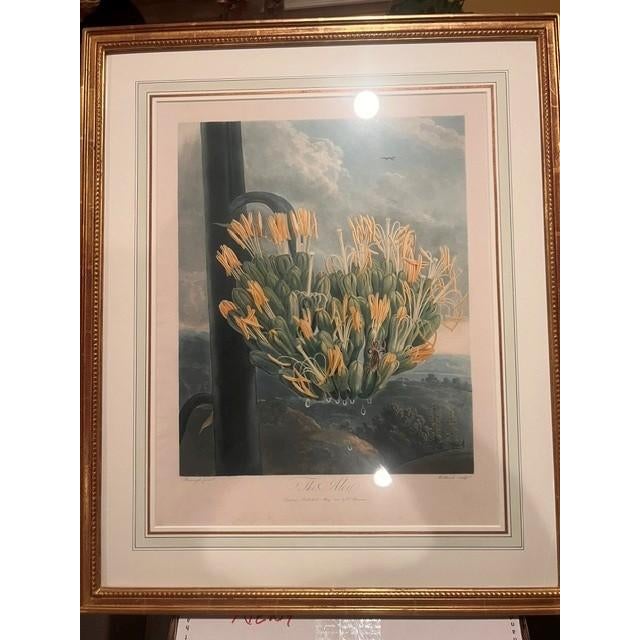This is a famous botanical print, "The Aloe" from Robert John Thorton's masterpiece, "The Temple of Flora". This artwork...