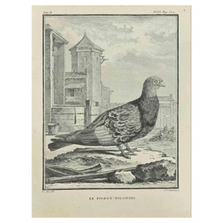 Carl Guttenberg, Le Pigeon, Polonois, Etching, 1771 For Sale