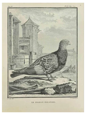Carl Guttenberg, Le Pigeon, Polonois, Etching, 1771