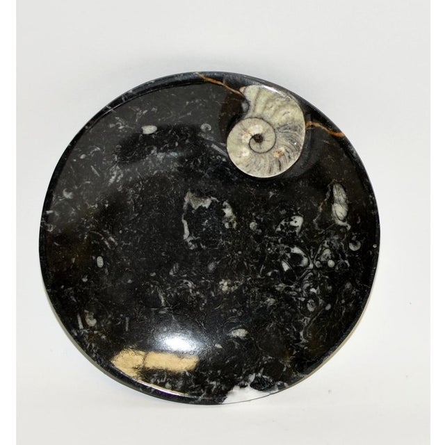 Pair Large Ammonite Plates Black White 6.25" Millions Years For Sale In Los Angeles - Image 6 of 9
