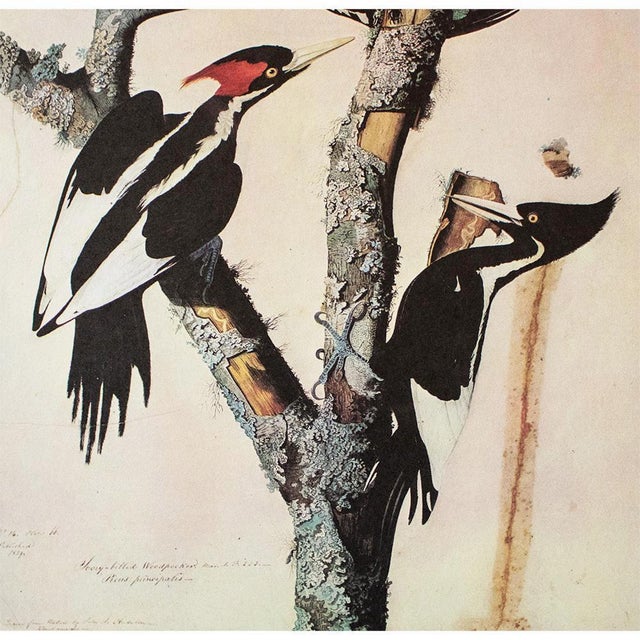 John James Audubon 1966 Vintage Farmhouse Cottage Print "Ivory-Billed Woodpecker" After John James Audubon For Sale - Image 4 of 7
